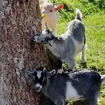 Urlaub An Der Grenze Lauterbach