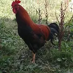 Urlaub An Der Grenze *