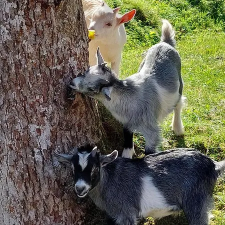 Urlaub An Der Grenze Lauterbach