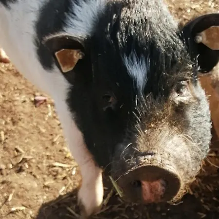 Urlaub An Der Grenze Apartman Lauterbach