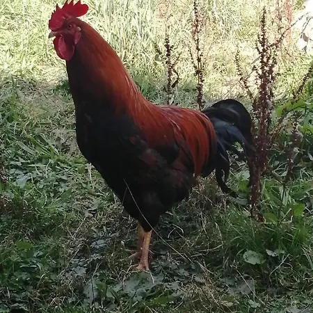 Urlaub An Der Grenze *