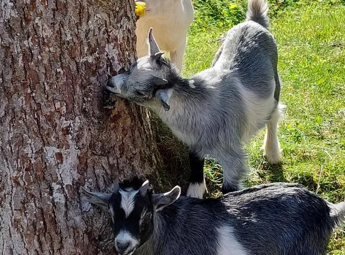 Urlaub An Der Grenze لاوترباخ