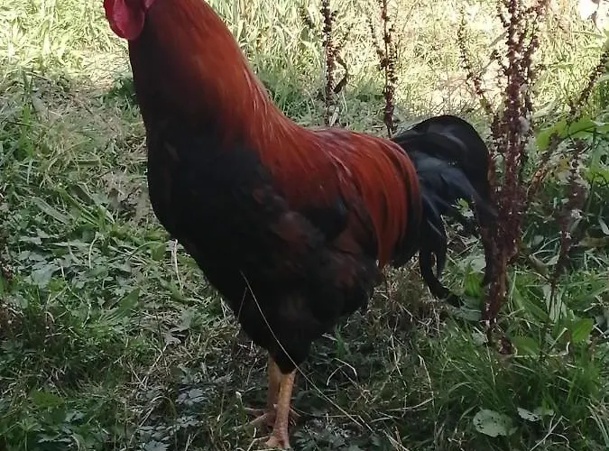 Urlaub An Der Grenze *